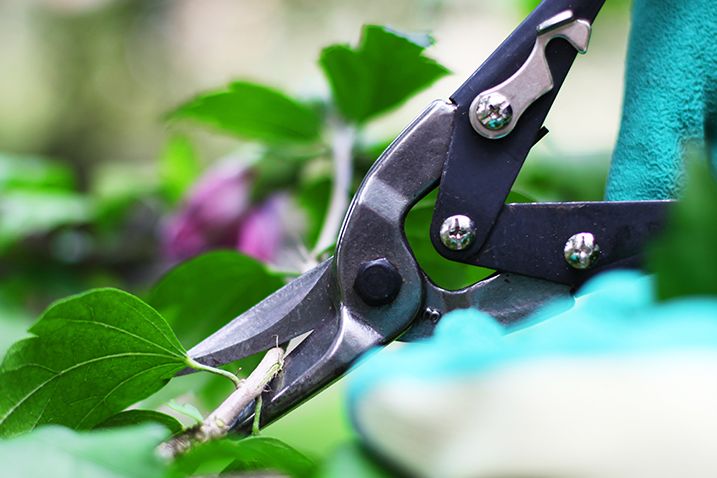 Beeren schneiden Garten Gartenschere Tipps Pflege